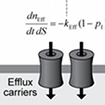 Scheme of auxin transport processes